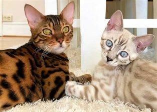 Bengal Cats coat: Colors and Patterns