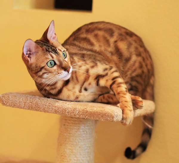 How to Have a Happy Bengal Cat