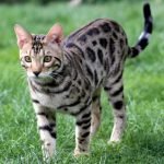 Suki Cat, The Adventurous Bengal Cat Who's Living A Better Life Than Me