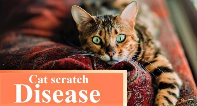 Cat Scratch Disease (cat scratch fever): Could Your Cat Kill You?