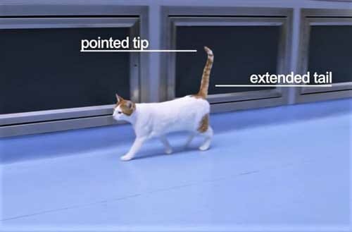 The position of cat tail