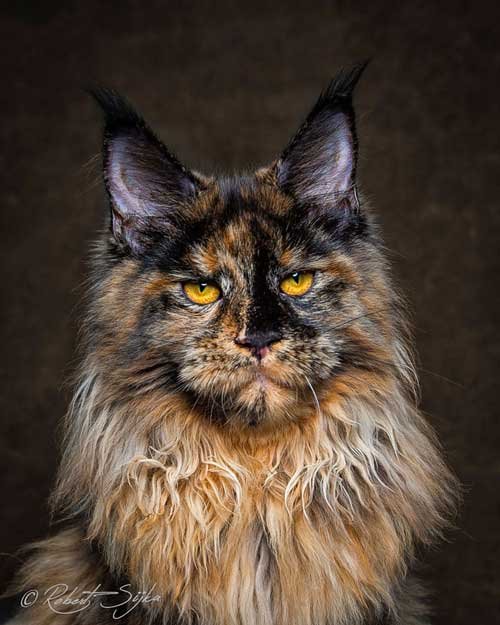 Breathtaking Pictures Of Maine Coons_2