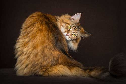 Breathtaking Pictures Of Maine Coons_4