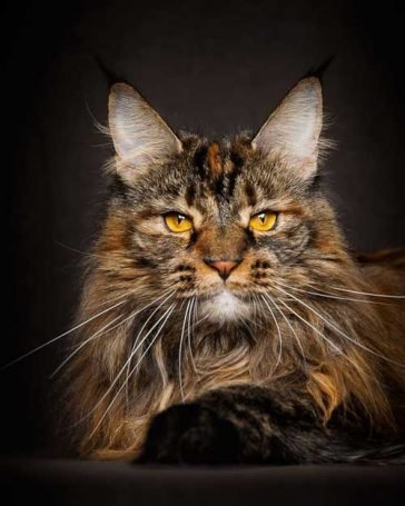 Maine Coon: 10 Breathtaking Pictures Of The Largest Cats In The World