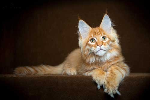 Breathtaking Pictures Of Maine Coons_6