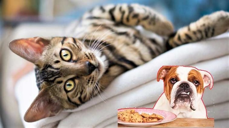 Can Dogs Eat Cat Food And Is This Really a Problem?