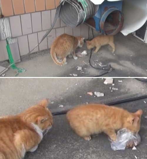 stray cat story
