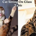 Cat sitting on glass table
