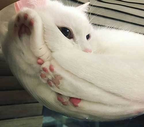 Cats sitting on glass table - Cats are liquid
