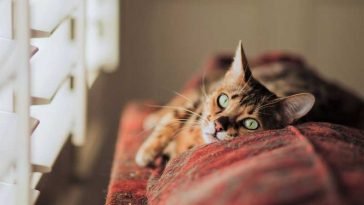 Let My Bengal Cat Go Outside