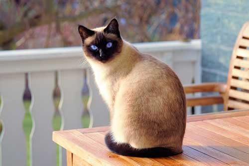 Siamese cat, popular cat breeds
