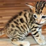 Bengal kitten care