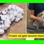 Fluffy Was Found Frozen and Unresponsive In Montana Snowbank