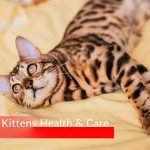 Bengal Kittens Health and Care