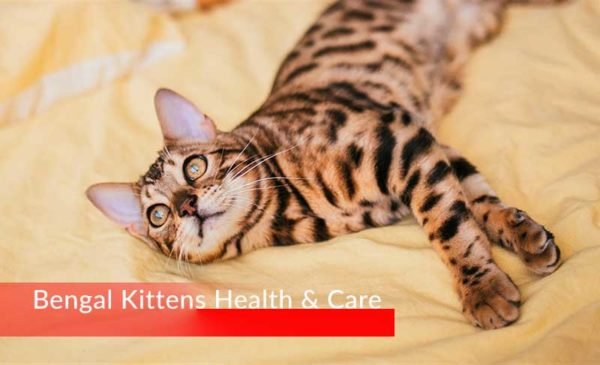 New Bengal Kittens: Veterinary Care and Grooming