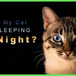 Cat Won't Sleep at Night