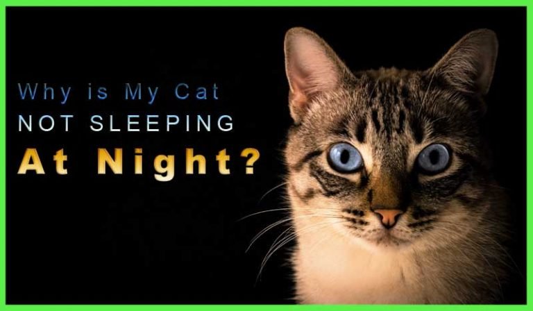 your-cat-won-t-sleep-at-night-causes-solutions