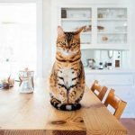 Common Household Hazards