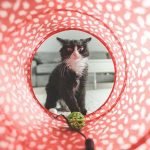 Best cat toys