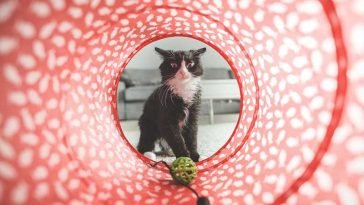 Best cat toys