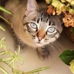 Top Household Hazards For Cats