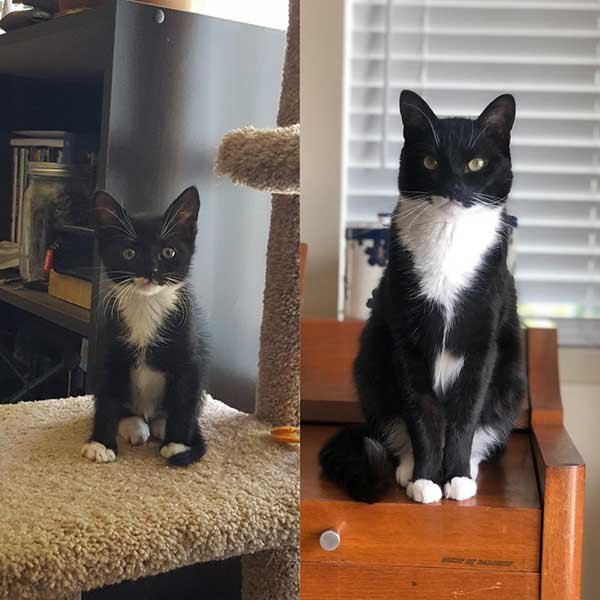 Funny cat posts