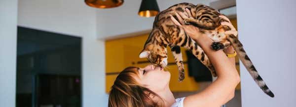 Homes Needed for Bengal Cats