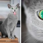 Russian blue cats Xafi and Auri