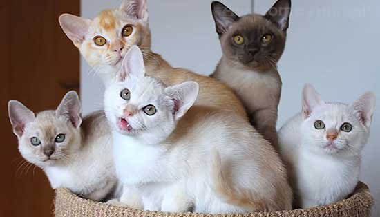 10 Rarest Cat Breeds - Burmilla cat breed