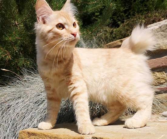 10 Rarest Cat Breeds - Kurilian Bobtail cat breed