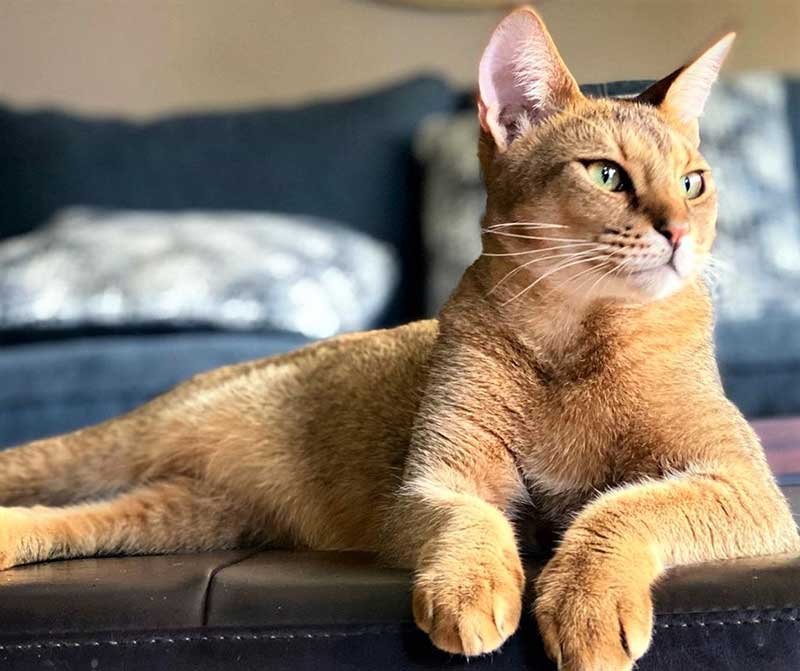 Cat's color and personality - Brown cat