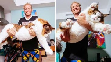Meet Samson The Biggest Maine Coon Cat In New York City
