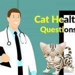 Most Common Questions cat Owners Ask Their Veterinarian