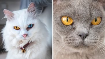 8 Things That Piss off Your Cats
