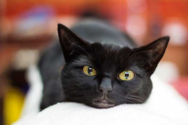 Cat's color and personality - Black cat