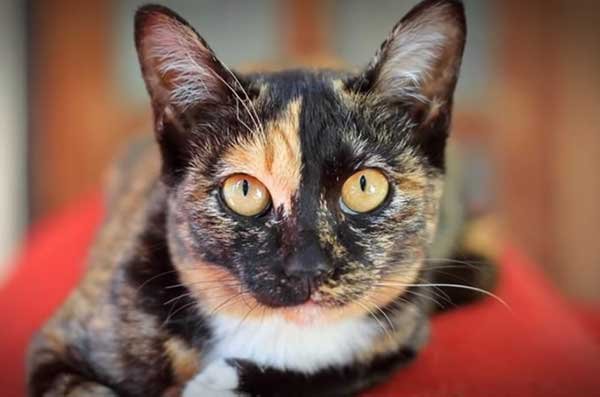 Cat's color and personality - Tri-colored cat