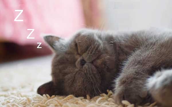 Ways to show cats love - Sleeping together