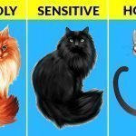 What Your Cat's Color Says About Their Personality