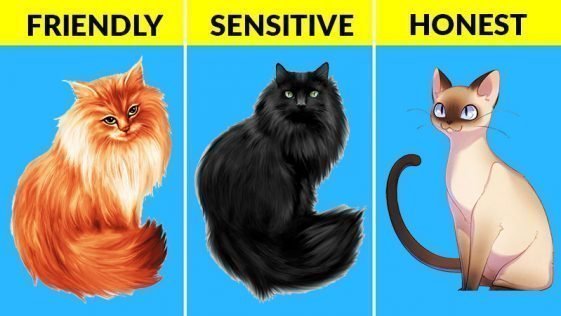 what-your-cat-s-color-says-about-their-personality