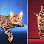Bengal cat breed - Secrets That Nobody Will Tell You!