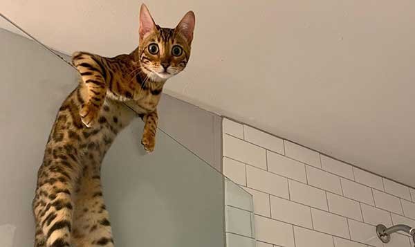 Bengal cat breed - very active