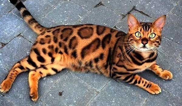 How much do Bengal cats cost