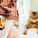 Vacation Without Taking Away Your Bengal Cat