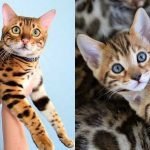 Bengal Kittens Health Problems