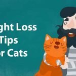 Cat Obesity - How to Help Your Cat Lose Weight