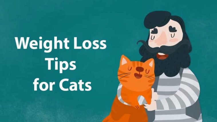 Cat Obesity How To Help Your Cat Lose Weight Bengal Cats 