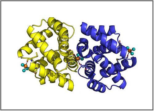 Fel d1 protein structure 