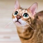Is Bengal Cat Hypoallergenic Cat Breed