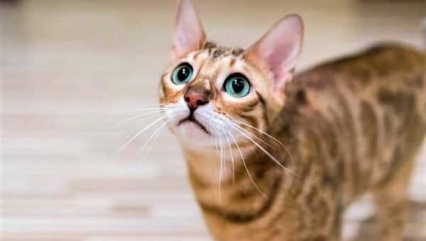 Is Bengal Cat Hypoallergenic Cat Breed? | Bengal Cats