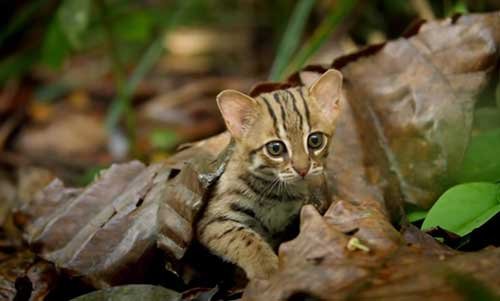 The Smallest Cat In The World - rusty-spotted cat